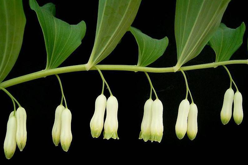 Polygonatum_multiflorum2_ies Frank Vincentz.jpg